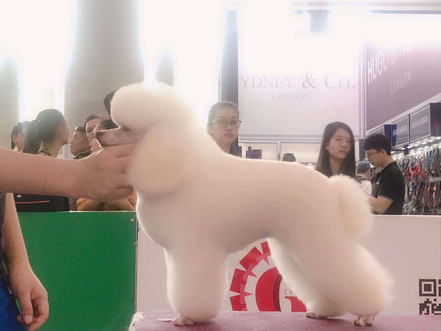 赛级狗作品