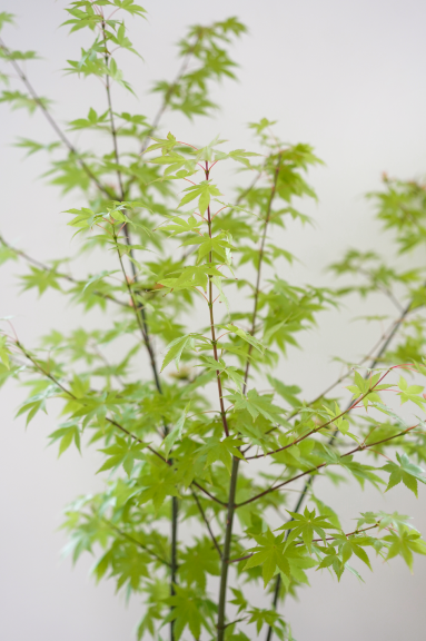 花草二