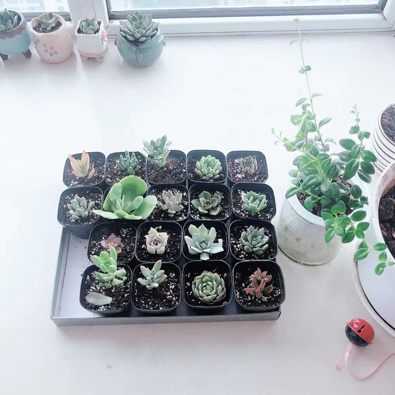 绿植多肉区