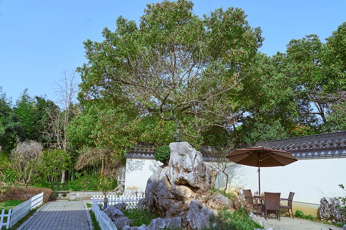 校园景色