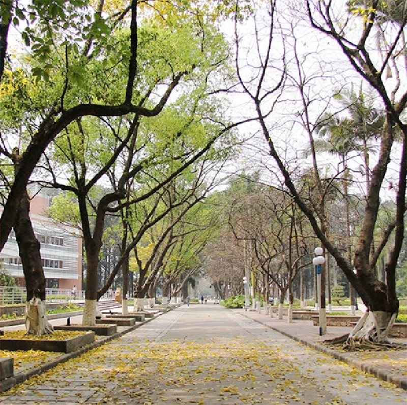 林荫道路