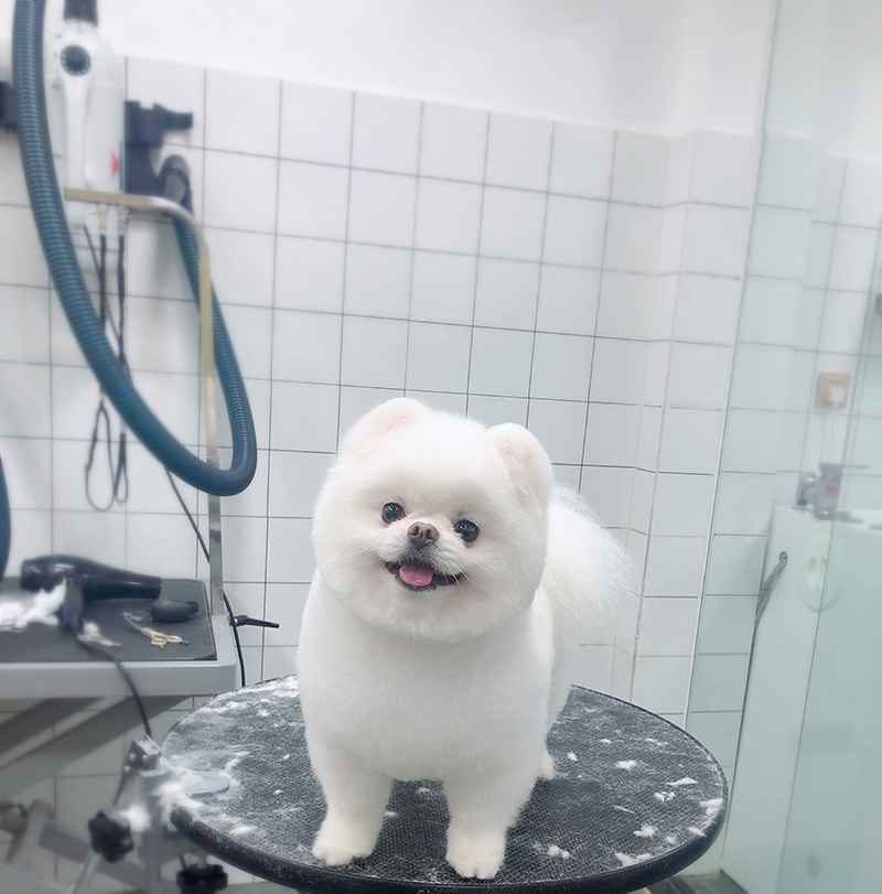 狗狗美容
