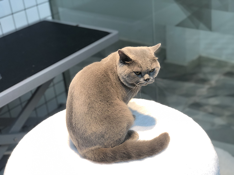 猫猫美容